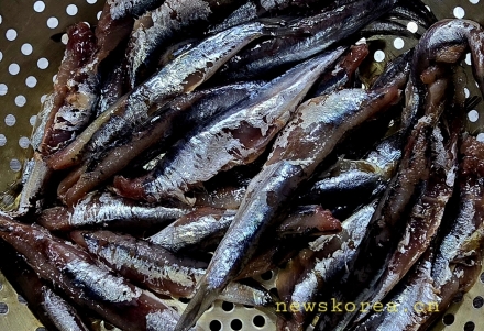[맛뉴스] 멸치, 바다의 작은 보물… 건강과 맛의 깊이를 탐하다